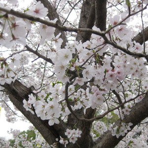 健軍自衛隊の桜